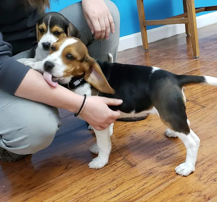Woodlands Veterinary 9