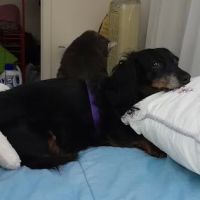 Lancaster Veterinary Hospital ico