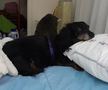Lancaster Veterinary Hospital