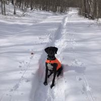 Danville Animal Hospital ico