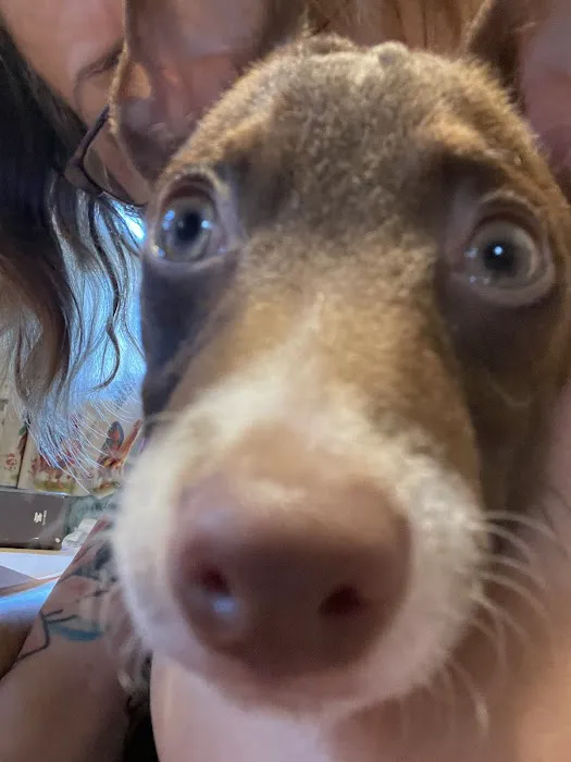 Danville Animal Hospital 9