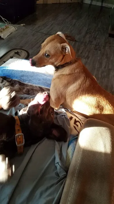 Danville Animal Hospital 10