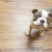 Randolph Regional Veterinary Hospital ico