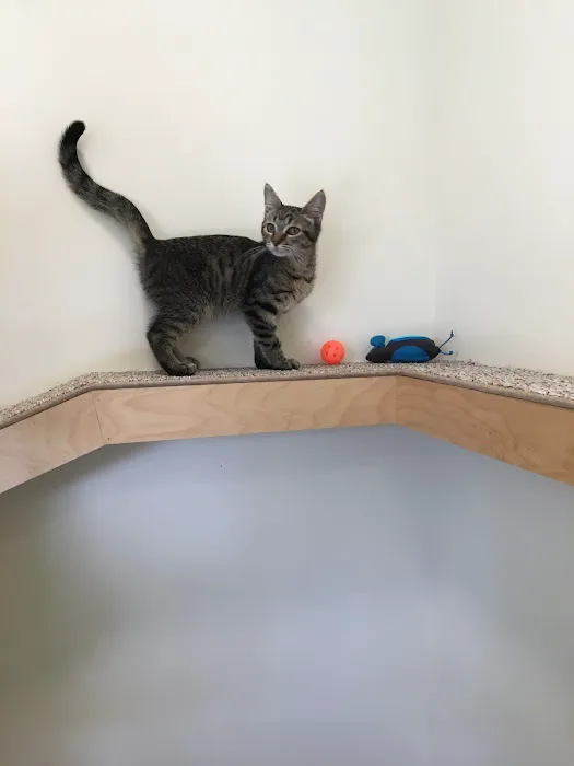 Onion River Animal Hospital 8