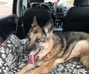 Healing Paws House Calls Llc