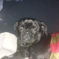 Ticonderoga Animal Hospital ico