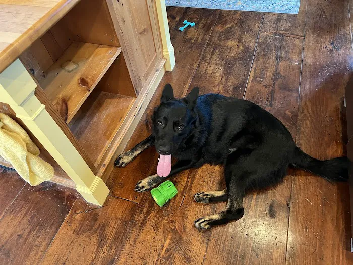 Middlebury Animal Hospital 6