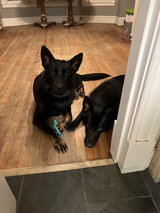 Middlebury Animal Hospital 3