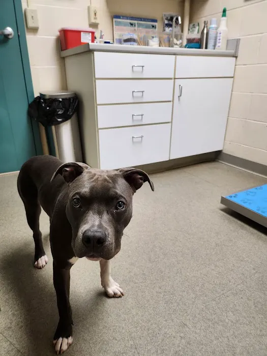 Middlebury Animal Hospital 5