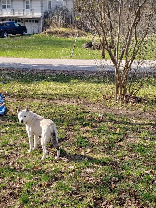 Middlebury Animal Hospital 10