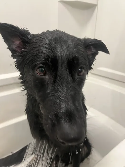 Middlebury Animal Hospital 4