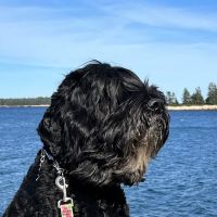 The Holistic Animal Healing Clinic ico