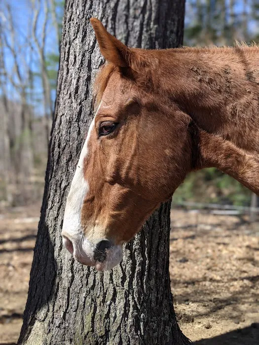 Seacoast Equine 1