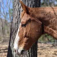 Seacoast Equine ico