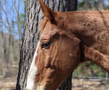 Seacoast Equine