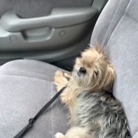 North Shore Animal Hospital ico