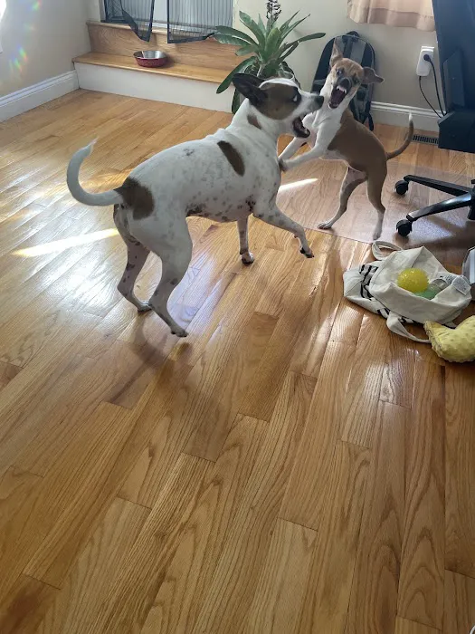 East Boston Animal Hospital 5