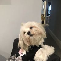 East Boston Animal Hospital ico