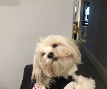East Boston Animal Hospital