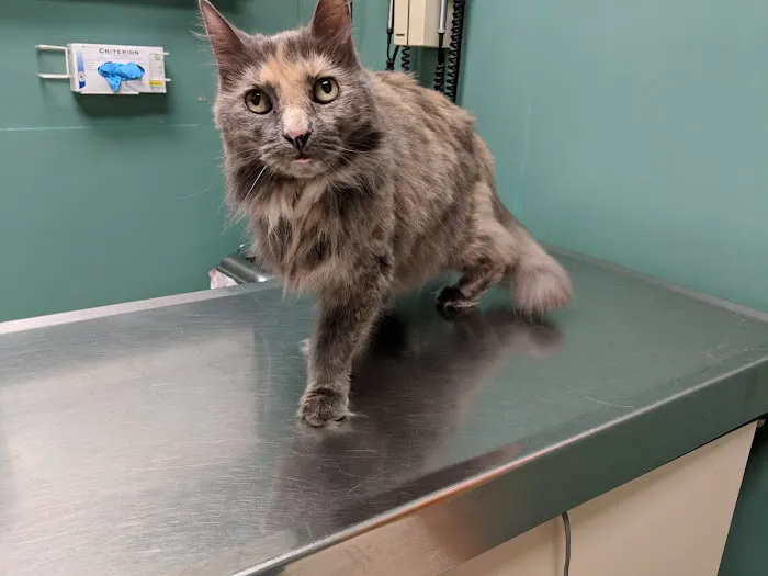 East Boston Animal Hospital 9