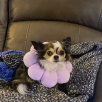 New England Veterinary Clinic & Pet Resort ico