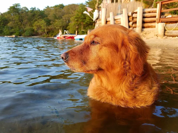 New England Veterinary Clinic & Pet Resort 8
