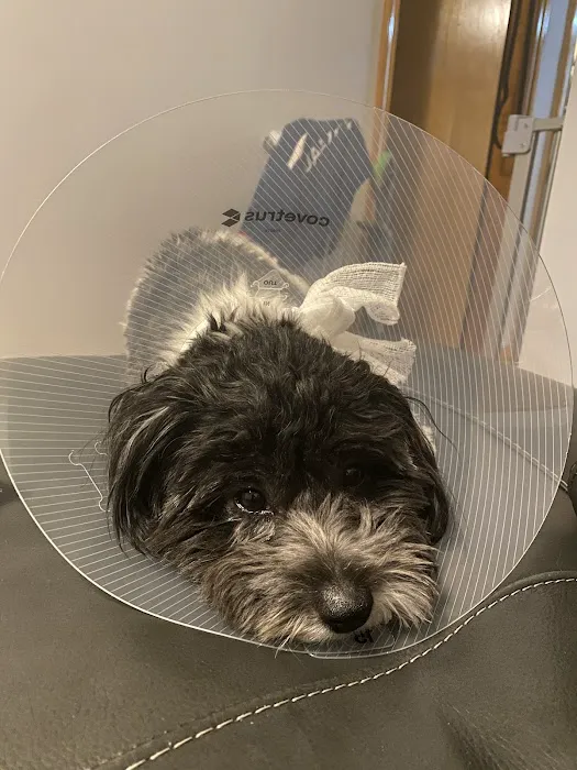 New England Veterinary Clinic & Pet Resort 2