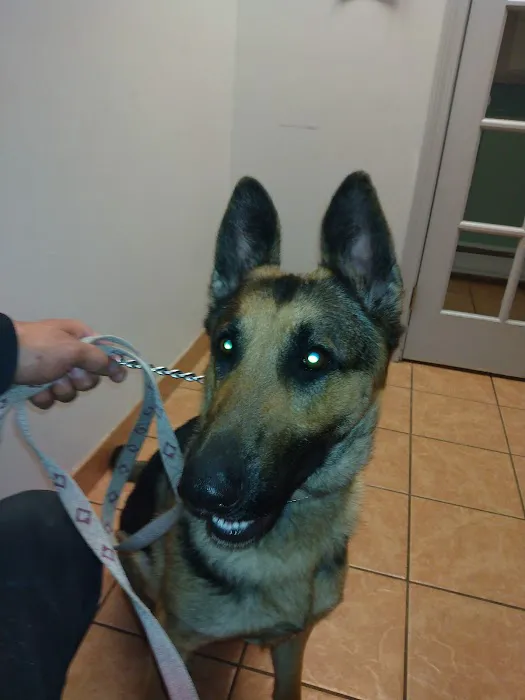 Lynn Pet Clinic 3