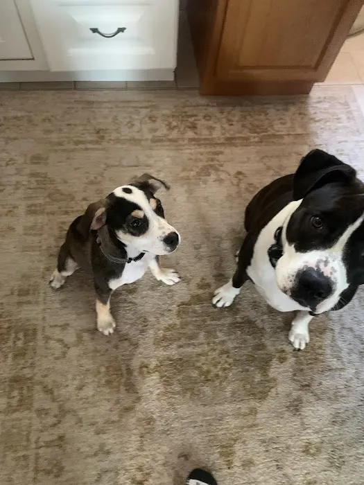 Lynn Pet Clinic 2