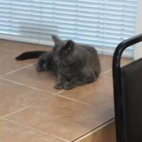 Lynn Pet Clinic ico