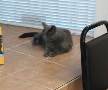 Lynn Pet Clinic