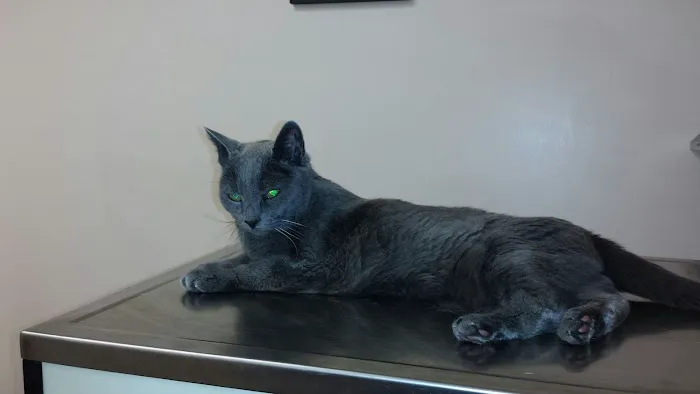 Lynn Pet Clinic 9