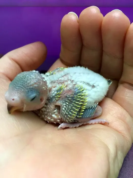 All Creatures Veterinary Hospital 3
