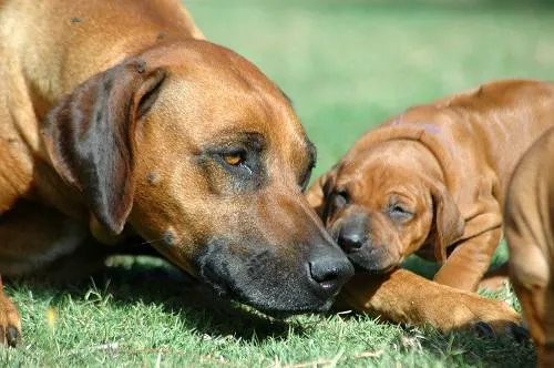 All Creatures Veterinary Hospital 1