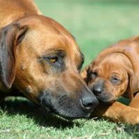 All Creatures Veterinary Hospital ico