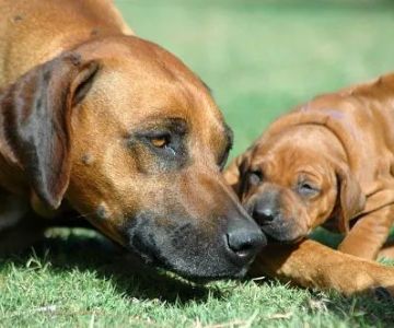 All Creatures Veterinary Hospital
