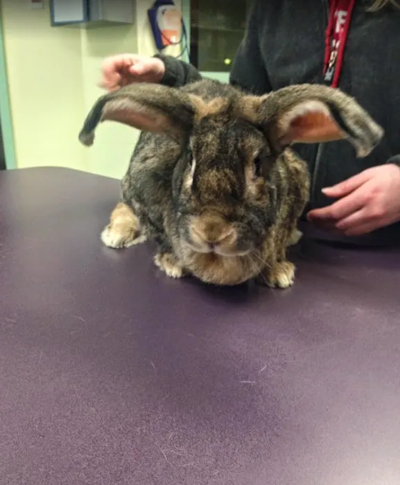 All Creatures Veterinary Hospital 6