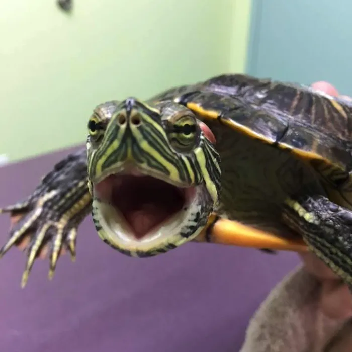 All Creatures Veterinary Hospital 7