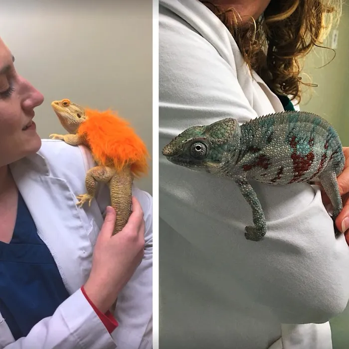 All Creatures Veterinary Hospital 10