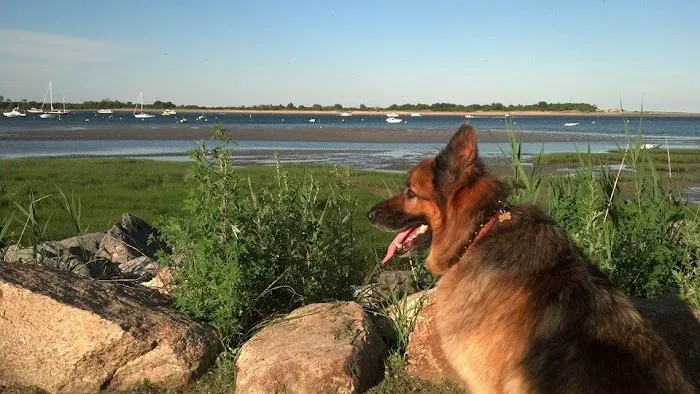 Beverly Animal Natural Health 7