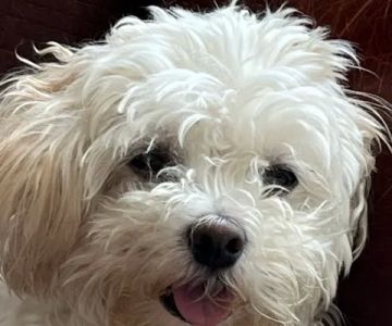 Beverly Animal Natural Health