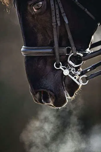 Northeast Equine Veterinary Dental Services, LLC 4