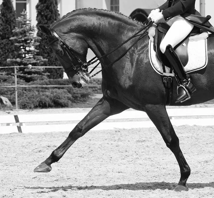 Northeast Equine Veterinary Dental Services, LLC 3