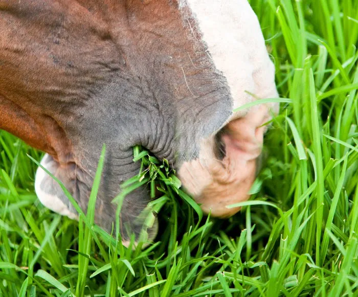 Northeast Equine Veterinary Dental Services, LLC 8