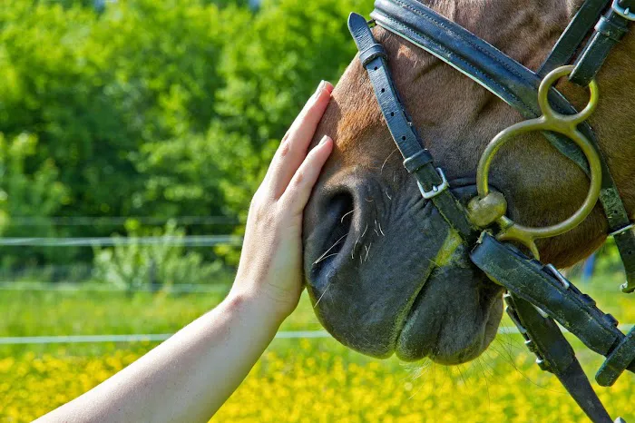 Northeast Equine Veterinary Dental Services, LLC 2