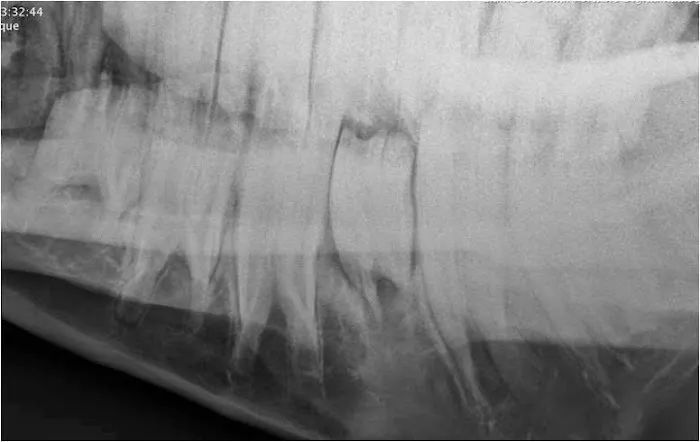 Northeast Equine Veterinary Dental Services, LLC 5