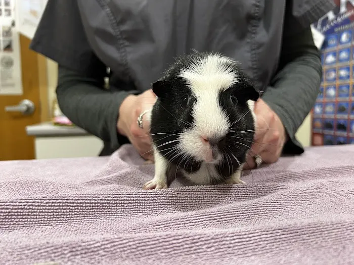Putnam Veterinary Clinic 2