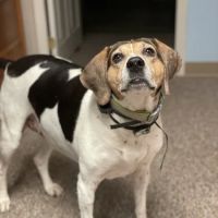 Putnam Veterinary Clinic ico