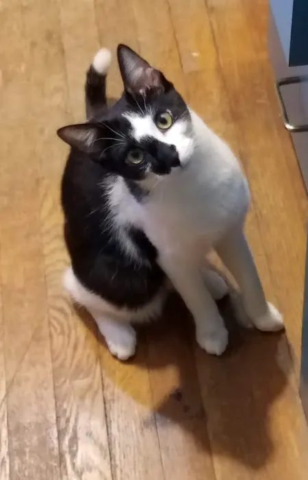 Feline Hospital 7