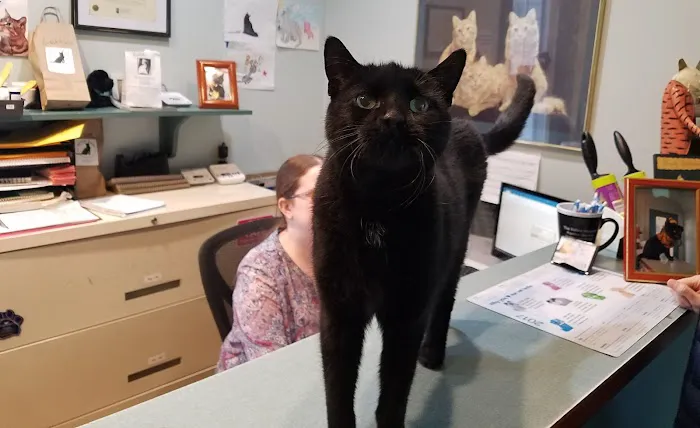 Feline Hospital 1